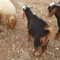 بزغاله نر یه دونه