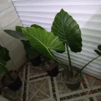 حراج تعدادی گل بابا آدم چند برگ