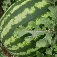 هندوانه