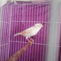 عروس هلندی قناری و قفس|پرنده|کرمان, |دیوار