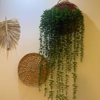 ریسه شمشاد