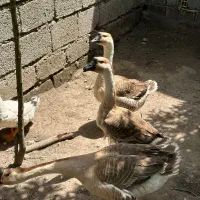 قو قاز