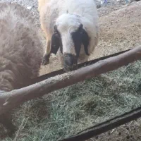 میش|حیوانات مزرعه|ارسنجان, |دیوار