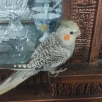 عروس هلندی نر و ماده