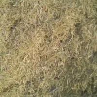 کاه عدس و نخود