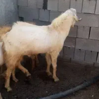 یک راس نری|حیوانات مزرعه|شمیل, |دیوار