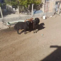 گوسفند نر|حیوانات مزرعه|مهربان, |دیوار