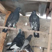 کبوتر انگلیسی و رستاخیز