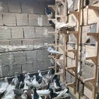 جوجه دورگ و رنگی