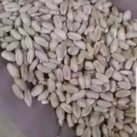 گندم بوجاری بذری رغم سارنگ