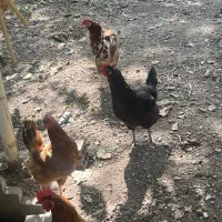 مرغ محلی تخم گزار|حیوانات مزرعه|رامیان, |دیوار