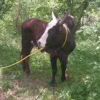 گاو نر ورزا