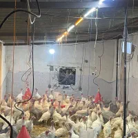 بوقلمون گوشتی