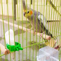 عروس هلندی