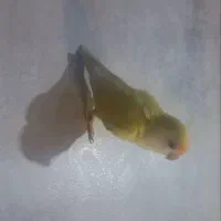 کوتوله اهلی