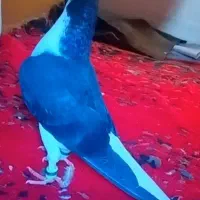 کفتر رنگه عتیقه چپ وساده کاکلی دمسفید سرور سینه|پرنده|مشهد, سپاد|دیوار
