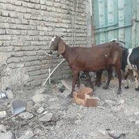 بز سه قلو زا ابستن و بزغاله های نر چوش چبش|حیوانات مزرعه|تاتار علیا, |دیوار