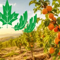 نهال زردآلو عسگرآباد مقاوم به سرمای بهاره