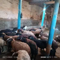 فروش گوسفند|حیوانات مزرعه|فیروز, |دیوار