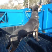 سگ ژرمن ژپتو|سگ|مشهد, کارمندان دوم|دیوار