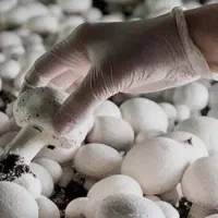 نیروی کار خانم جهت قارچ چینی