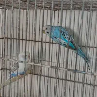 مرغ عشق|پرنده|تاکستان, |دیوار