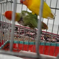 طوطی برزیلی اوپال|پرنده|گیلان غرب, |دیوار