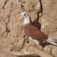 صید شده|پرنده|اردبیل, |دیوار