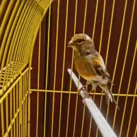 قناری آماده ابلق زیبا