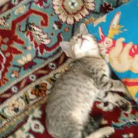 واگذاری گربه رایگان