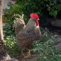 چهارتا خروس پلیموت راک