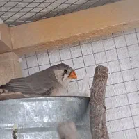 فروش چند جفت فنچ|پرنده|نورآباد ممسنی, |دیوار