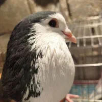 کبوتر|پرنده|خورموج, |دیوار