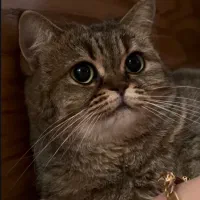 گربه گم شده مژدگونی ۲۰میلیون