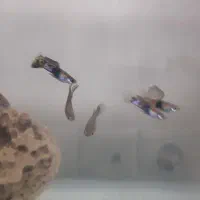 ماهی گوپی|ماهی|شیراز, احمدآباد|دیوار