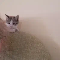 گربه پرشین بسیار ناز