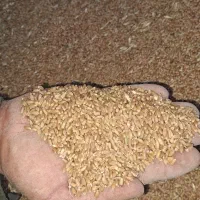 گندم مهرگان