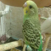 جوجه مرغ عشق