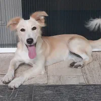 واگذاری رایگان سگ|سگ|ساری, |دیوار