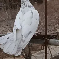 کبوتر ماده فروشی