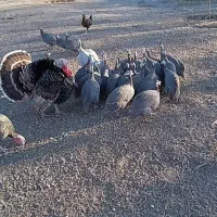 فروش مرغ مصری یا سه سار فقط با تماس