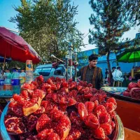 تولید نهال انار قندهار