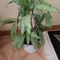 گل و گلدان|گل و گیاه طبیعی|کرمانشاه, |دیوار