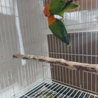 کوتوله برزیلی