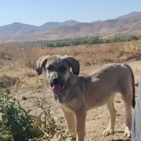 واگذاری توله