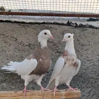 طوقی کرمانشاهی|پرنده|گراش, |دیوار