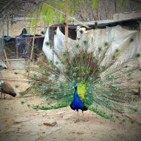 طاووس جوجه تخم برهماکوشین فر لهستانی دان دستگا قفس