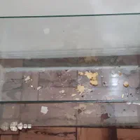 آکواریوم بزرگ|ماهی|سندرک, |دیوار