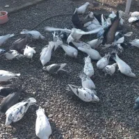 کفتربوم چهل تا