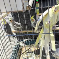 ۴ عدد عروس هلندی نر و ماده با تمام امکانات